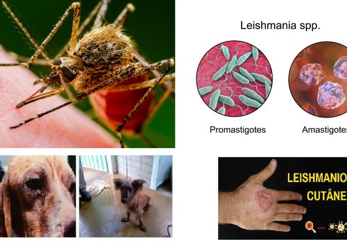 Leishmaniose: características e dados regionais