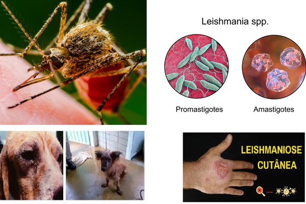 Leishmaniose: características e dados regionais