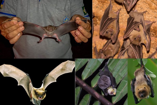 Morcegos: animais de importância ambiental que precisam de atenção