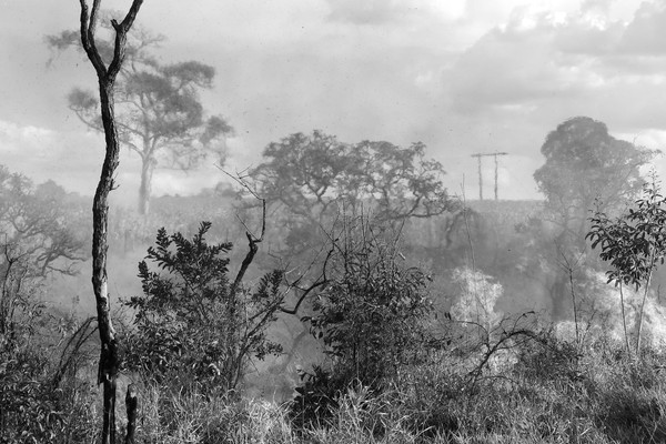 Retrospectiva ambiental de 2020