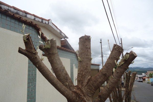 Importância da Arborização Urbana