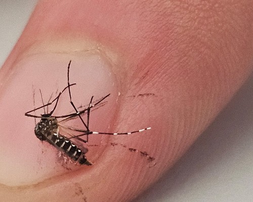 Levantamento aponta queda na infestação do Aedes Aegypti, mas índice ainda requer cuidados