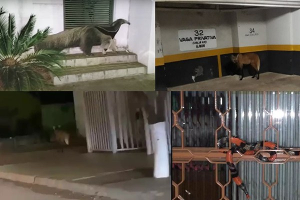 A “invasão” dos animais silvestres nas cidades!