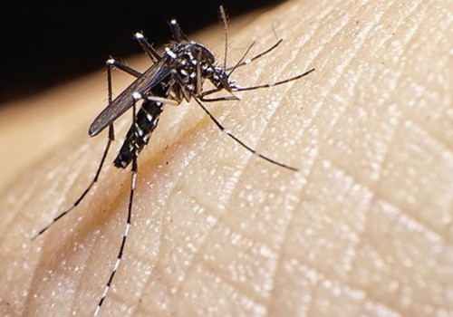 Surgimento da Dengue e seus mitos e verdades
